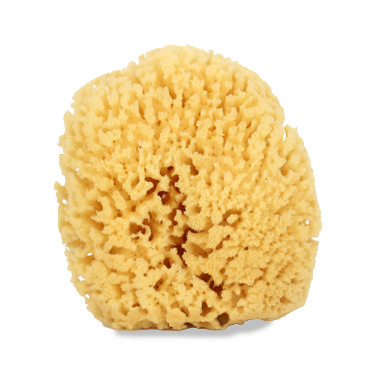 Sea Sponge