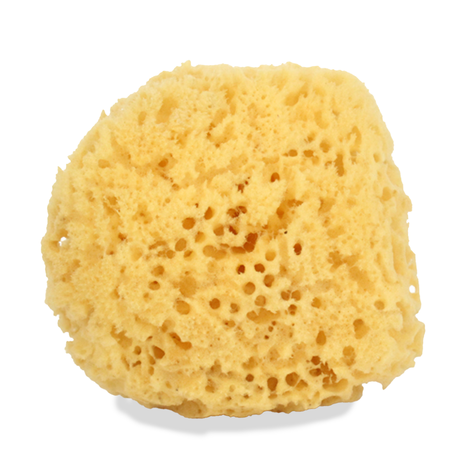 Sea Sponge