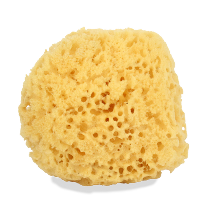 Sea Sponge