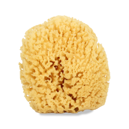 Sea Sponge