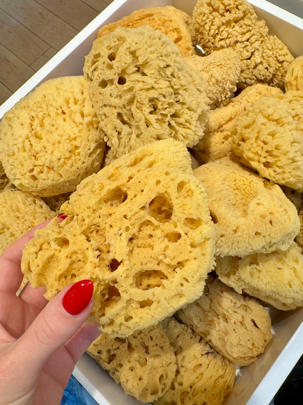 Sea Sponge
